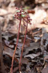 Spring coralroot